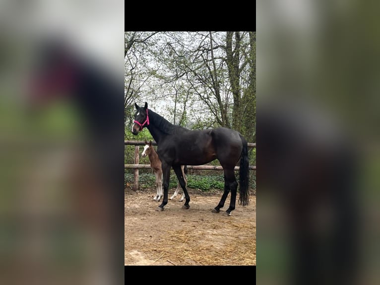 Hannoveraan Merrie 7 Jaar 178 cm Donkerbruin in Neerharen