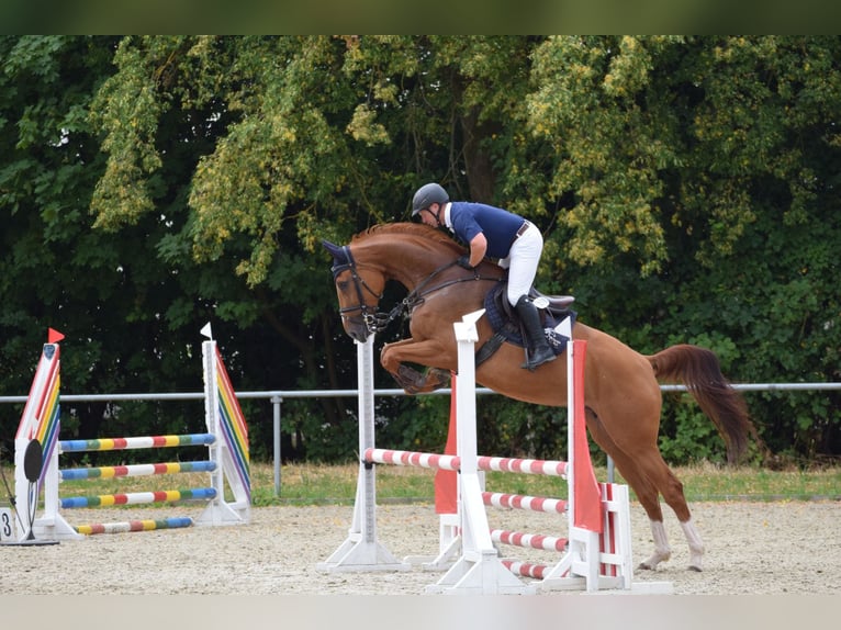 Hannoveraan Merrie 7 Jaar 178 cm Vos in Neukirchen