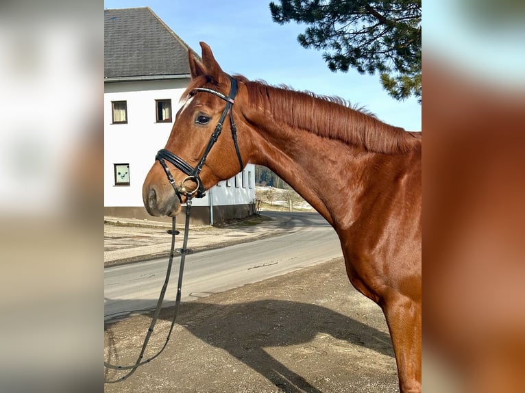 Hannoveraan Merrie 7 Jaar 182 cm Vos in Pelmberg