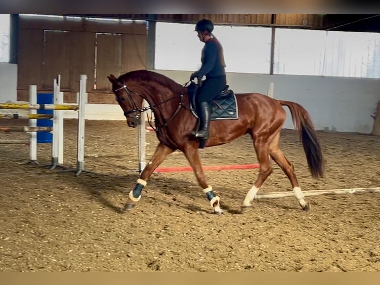 Hannoveraan Merrie 7 Jaar 182 cm Vos in Pelmberg