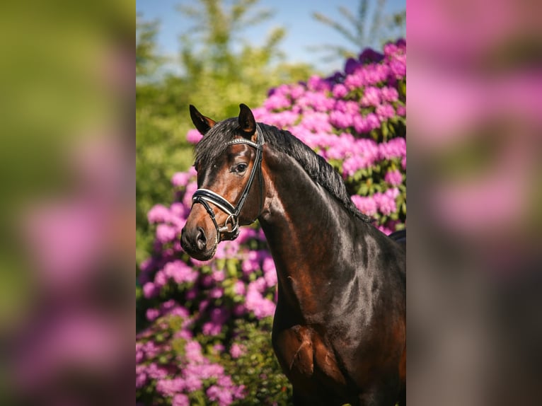 Hannoveraan Merrie 7 Jaar 186 cm Bruin in B&#xF6;rrstadt