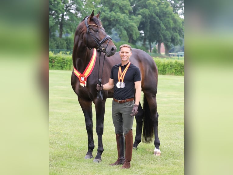 Hannoveraan Merrie 7 Jaar 186 cm Bruin in B&#xF6;rrstadt