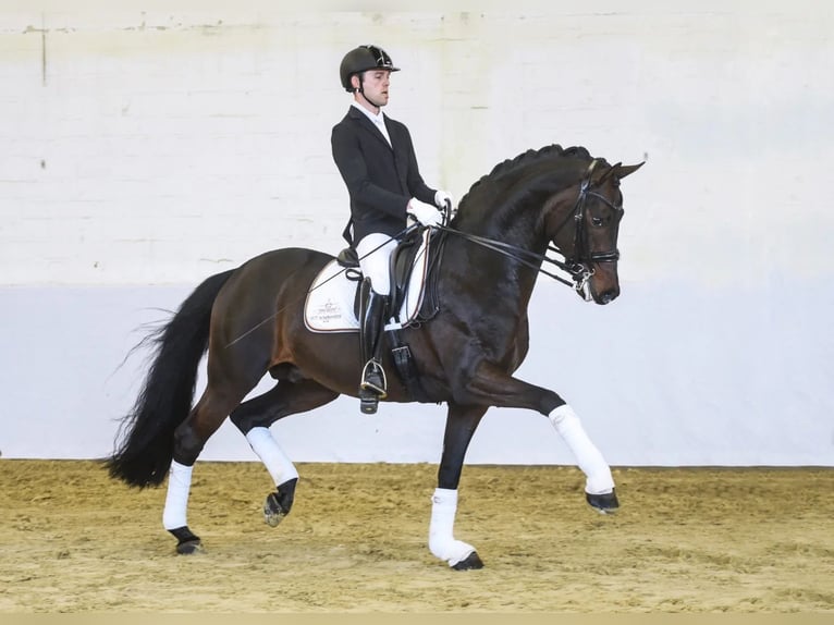 Hannoveraan Merrie 7 Jaar 186 cm Bruin in B&#xF6;rrstadt