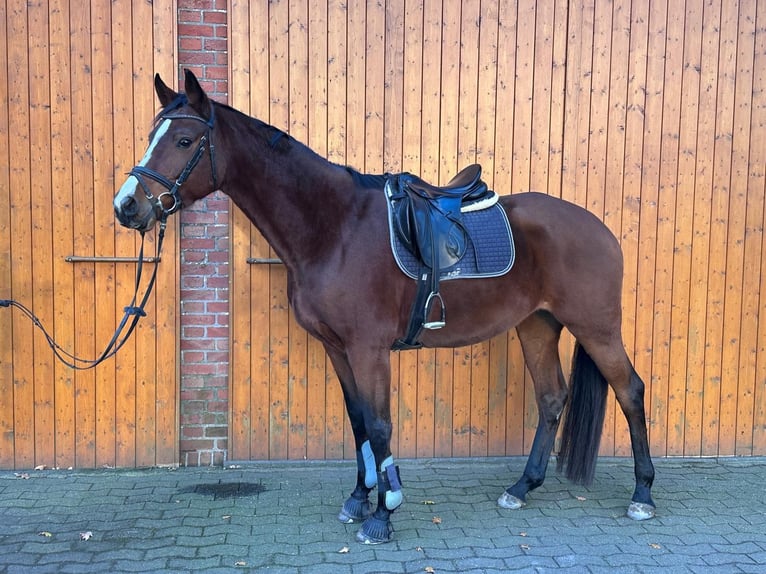 Hannoveraan Merrie 7 Jaar Bruin in Diepenau