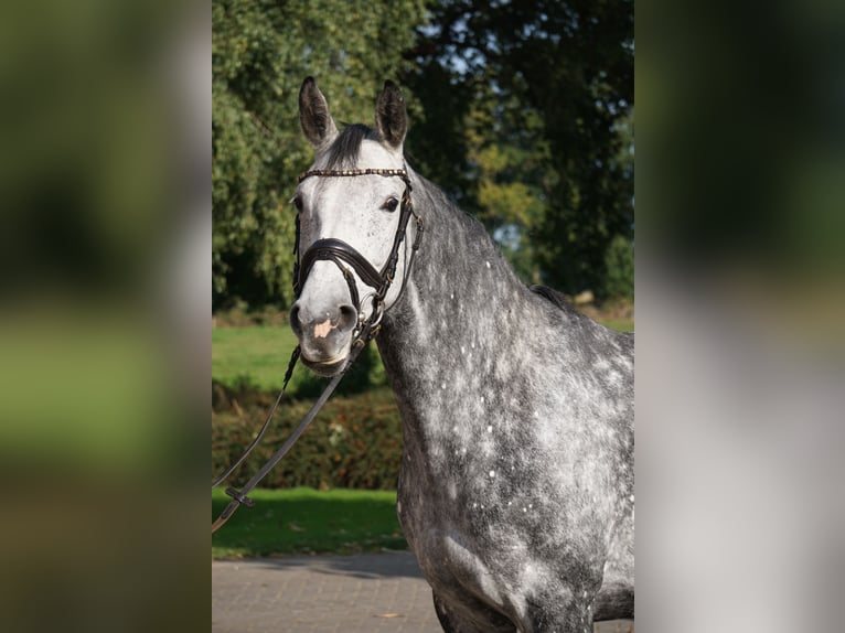 Hannoveraan Merrie 7 Jaar Schimmel in Großefehn Bagband