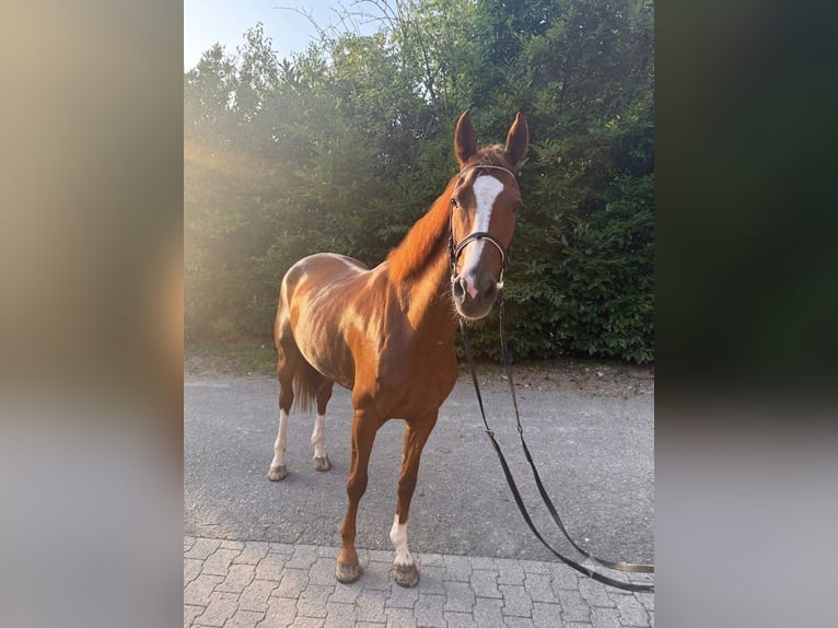Hannoveraan Merrie 7 Jaar Vos in Mägenwil