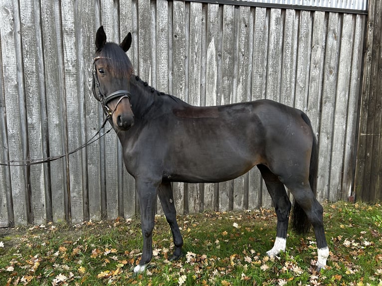 Hannoveraan Merrie 8 Jaar 155 cm Zwartbruin in Salzhausen