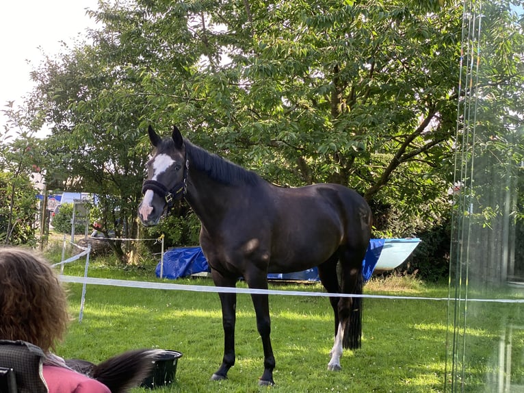 Hannoveraan Merrie 8 Jaar 158 cm Zwartbruin in Neum&#xFC;nster