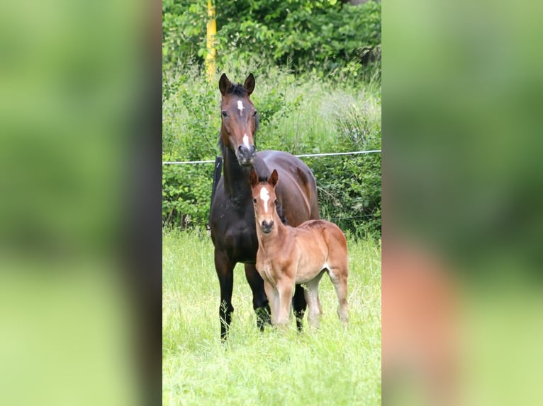 Hannoveraan Merrie 8 Jaar 159 cm Donkerbruin in Wolfsburg