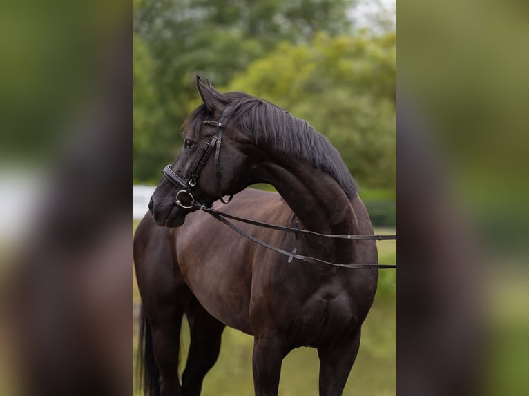 Hannoveraan Merrie 8 Jaar 159 cm Zwart in Leichlingen