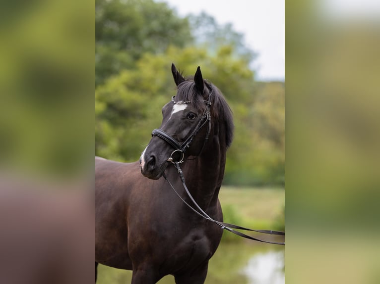 Hannoveraan Merrie 8 Jaar 159 cm Zwart in Leichlingen