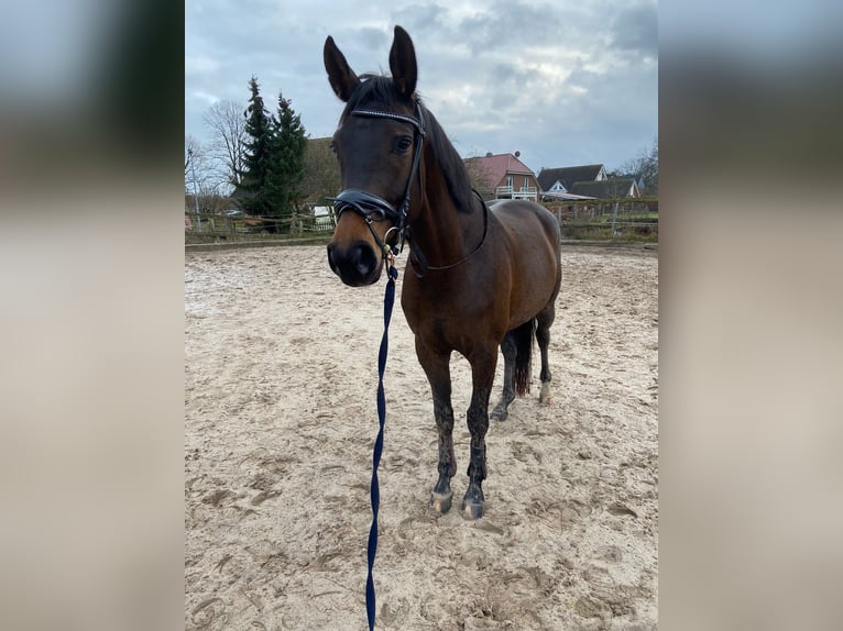 Hannoveraan Merrie 8 Jaar 160 cm Donkerbruin in Radbruch