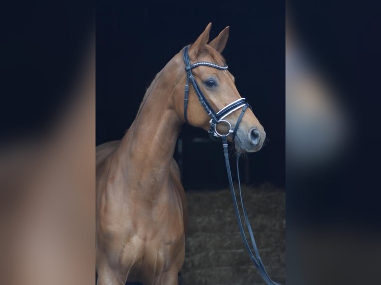 Hannoveraan Merrie 8 Jaar 160 cm Vos in Herbstein