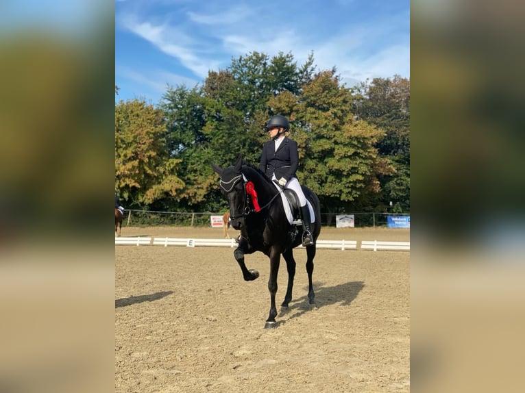 Hannoveraan Merrie 8 Jaar 160 cm Zwart in Hamm-Rhynern