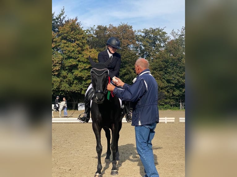 Hannoveraan Merrie 8 Jaar 160 cm Zwart in Hamm-Rhynern