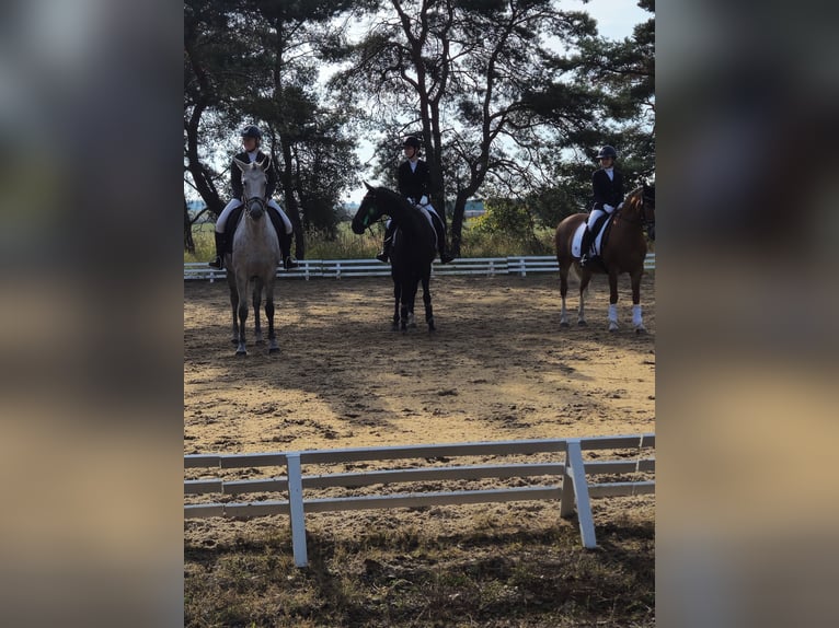 Hannoveraan Merrie 8 Jaar 160 cm Zwart in Wandlitz