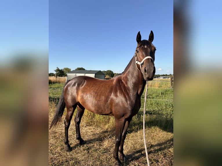 Hannoveraan Merrie 8 Jaar 160 cm Zwartbruin in Dorsten