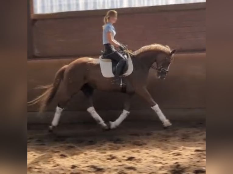 Hannoveraan Merrie 8 Jaar 161 cm Vos in WItten