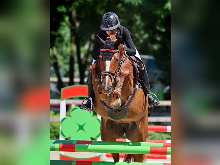 Hannoveraan Merrie 8 Jaar 162 cm Vos in Schönwalde