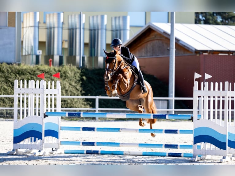 Hannoveraan Merrie 8 Jaar 162 cm Vos in Schönwalde