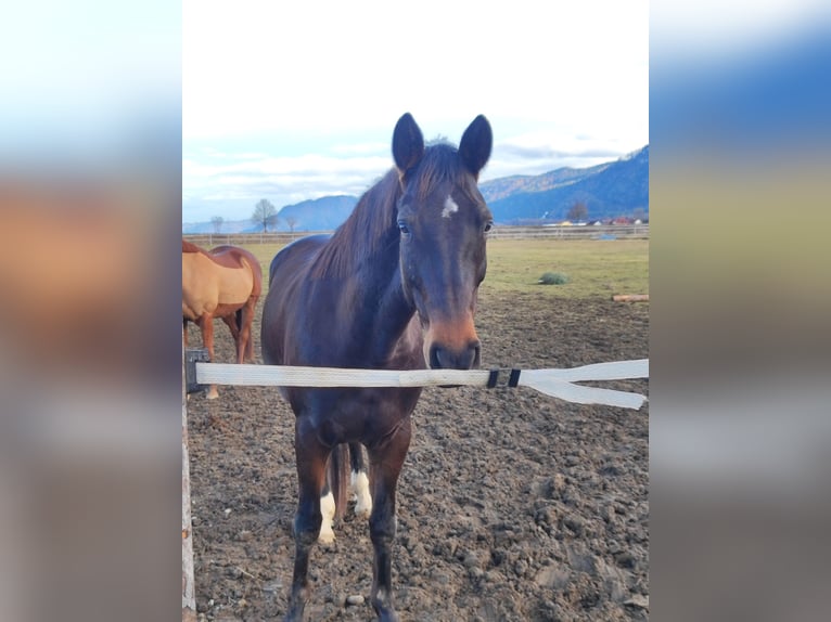 Hannoveraan Merrie 8 Jaar 163 cm Bruin in Klagenfurt,