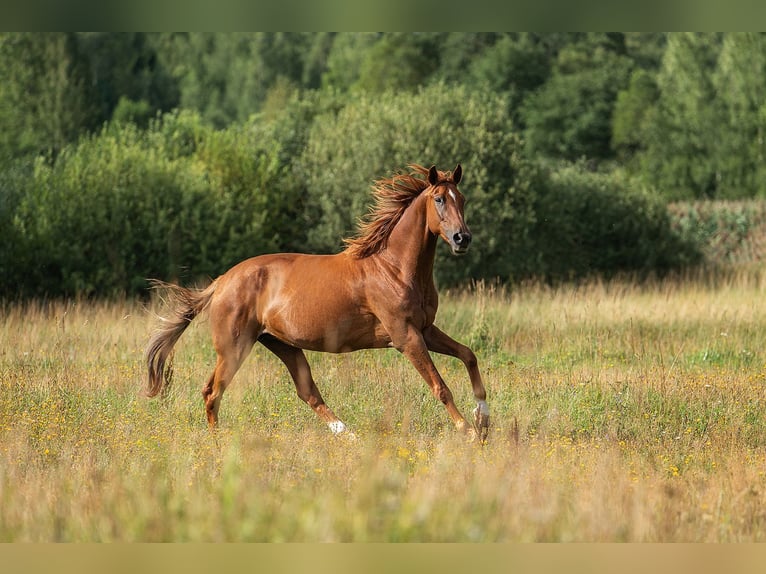 Hannoveraan Merrie 8 Jaar 163 cm Donkere-vos in Augšdaugavas novads