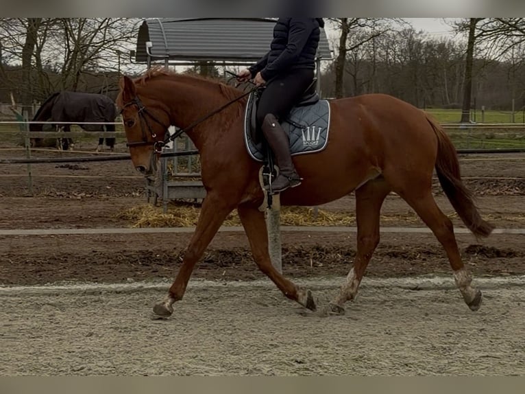 Hannoveraan Merrie 8 Jaar 163 cm Vos in Gütersloh