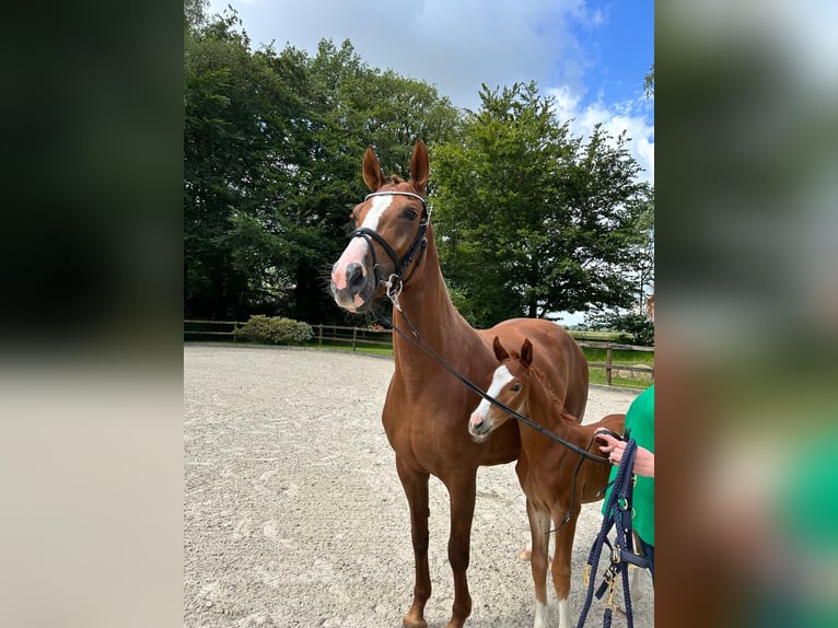 Hannoveraan Merrie 8 Jaar 163 cm Vos in Bad Bentheim