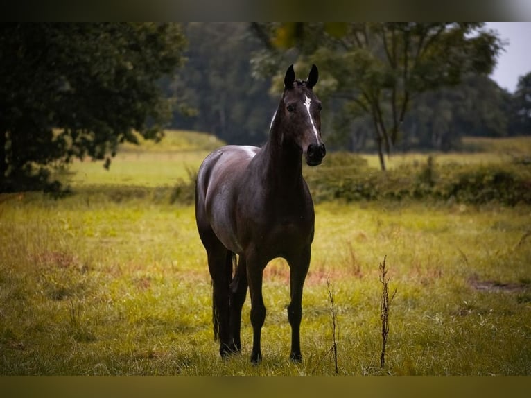 Hannoveraan Merrie 8 Jaar 163 cm Zwartbruin in Barver