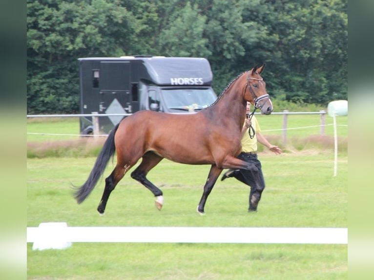 Hannoveraan Merrie 8 Jaar 164 cm Bruin in Hepstedt