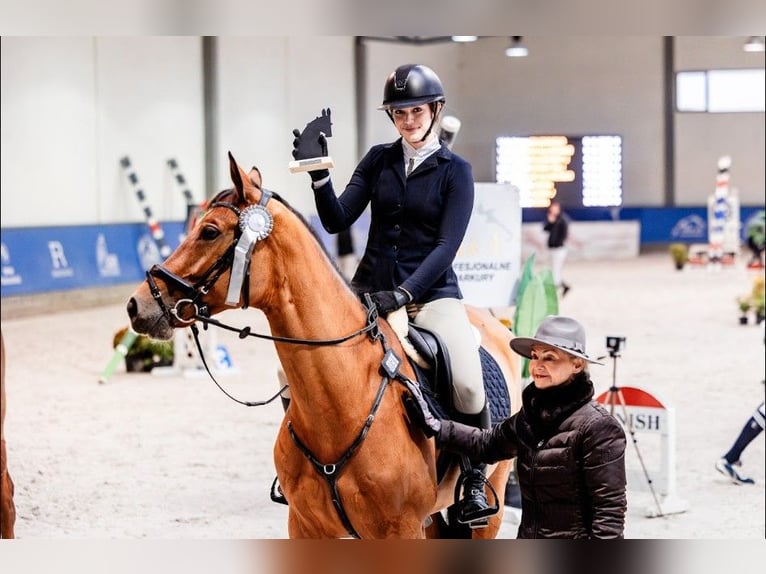 Hannoveraan Merrie 8 Jaar 164 cm Bruin in Ochaby Wielkie