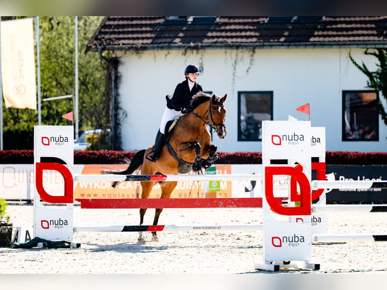 Hannoveraan Merrie 8 Jaar 164 cm Bruin in Ochaby Wielkie
