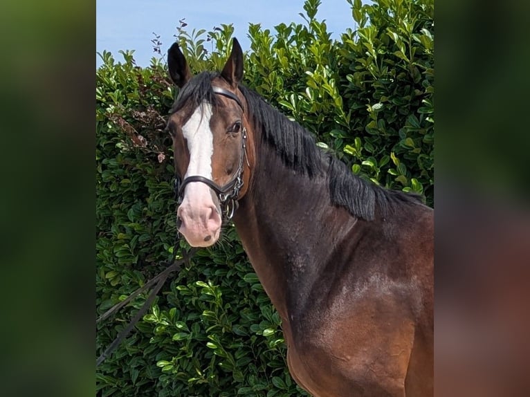 Hannoveraan Merrie 8 Jaar 164 cm Donkerbruin in Gangelt