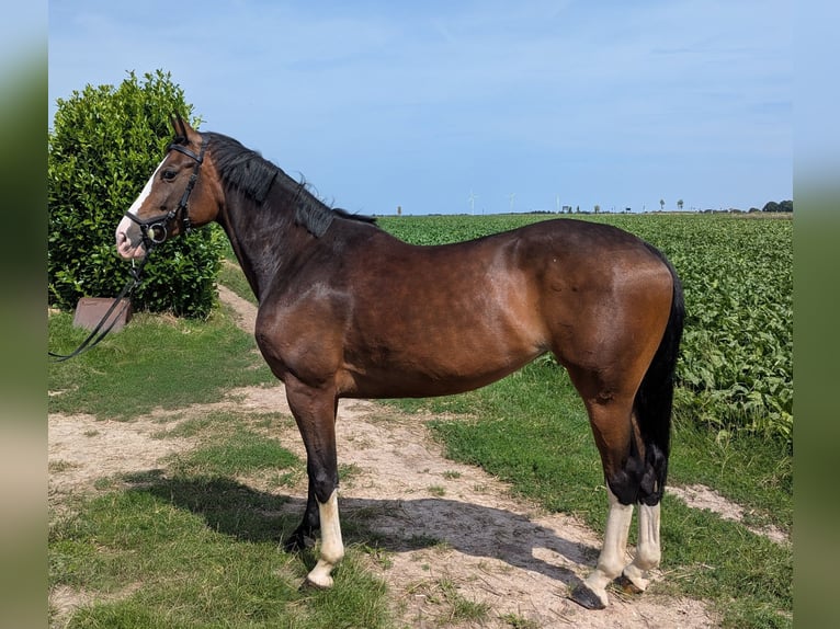 Hannoveraan Merrie 8 Jaar 164 cm Donkerbruin in Gangelt