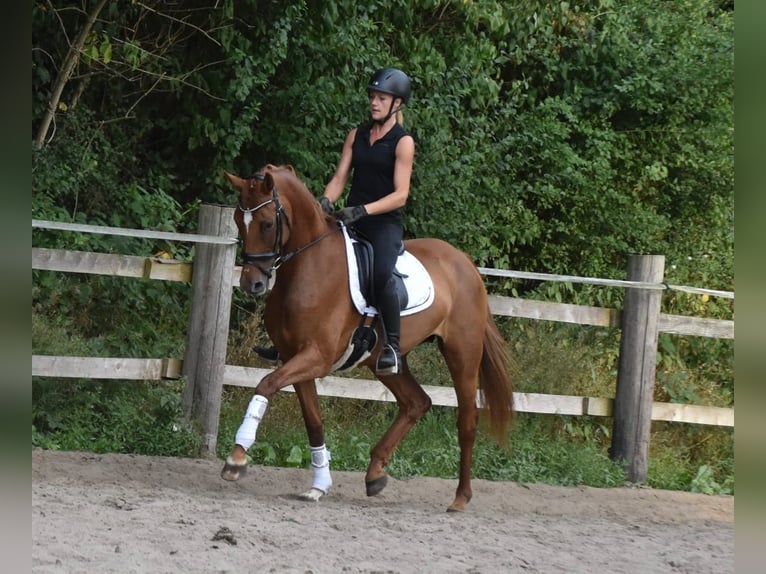 Hannoveraan Merrie 8 Jaar 164 cm Donkere-vos in Westerstede