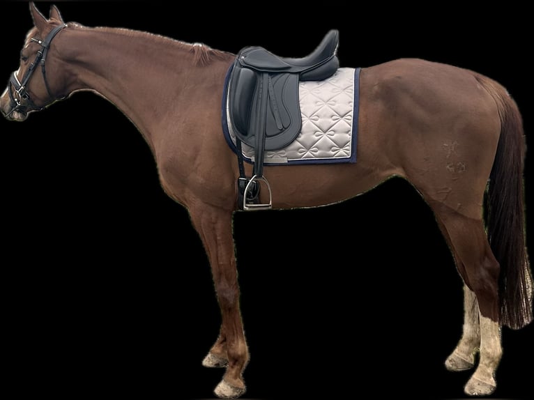 Hannoveraan Merrie 8 Jaar 164 cm Donkere-vos in Weeze