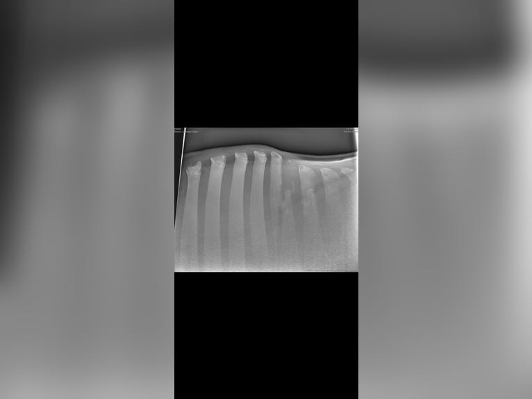 Hannoveraan Merrie 8 Jaar 164 cm Schimmel in Porta Westfalica