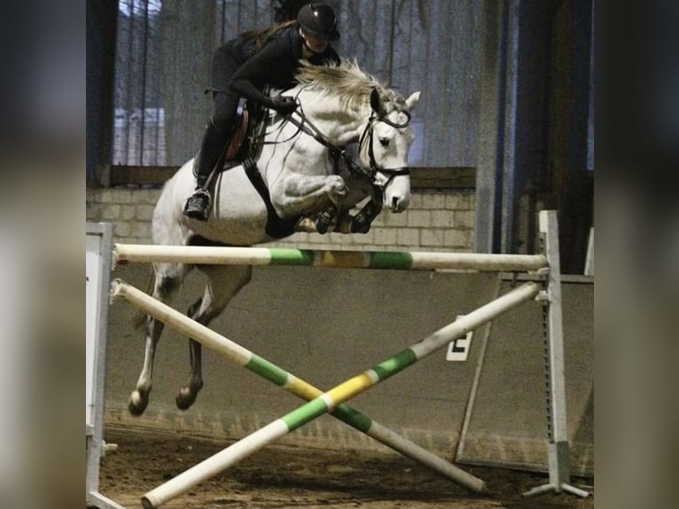 Hannoveraan Merrie 8 Jaar 164 cm Schimmel in Reppenstedt