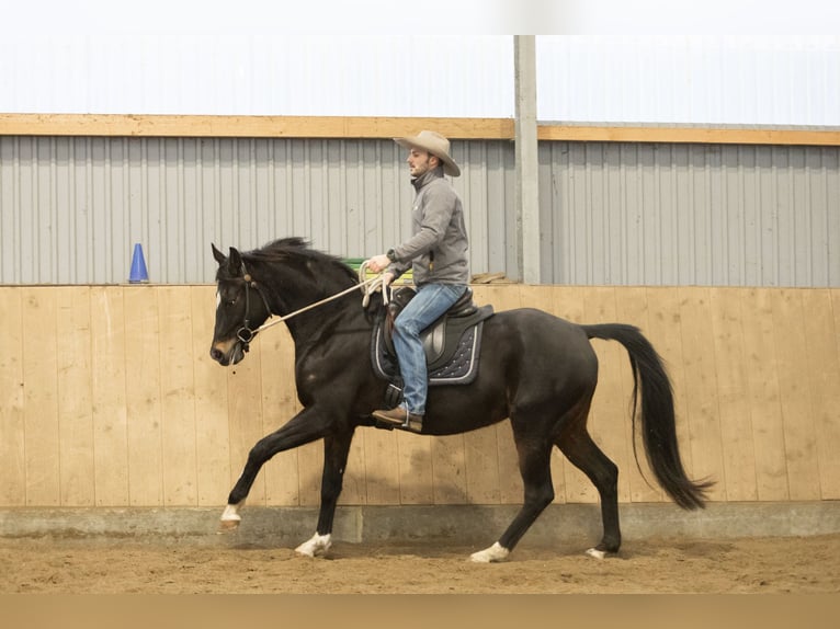 Hannoveraan Merrie 8 Jaar 164 cm Zwartbruin in Varrel