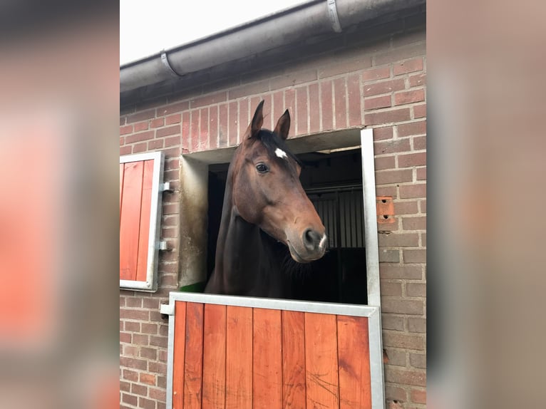 Hannoveraan Merrie 8 Jaar 165 cm Bruin in Borken