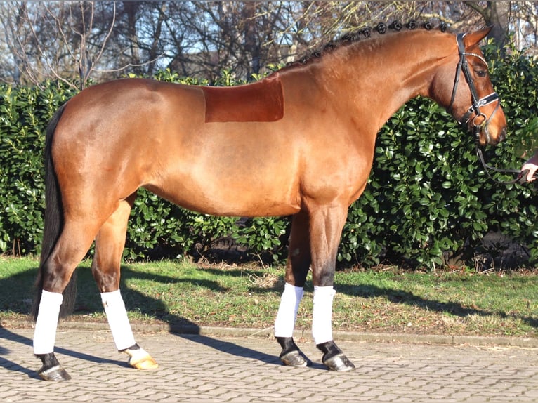 Hannoveraan Merrie 8 Jaar 165 cm Bruin in Selsingen