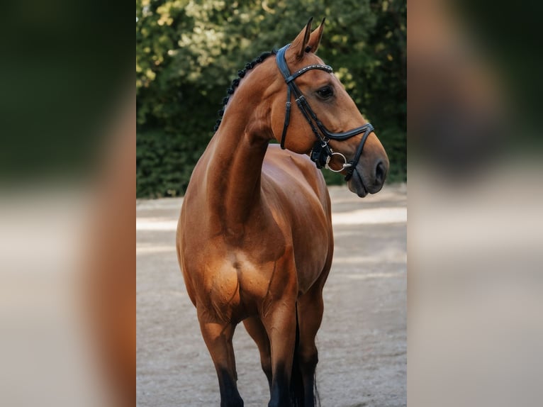 Hannoveraan Merrie 8 Jaar 165 cm Bruin in Neu-Isenburg