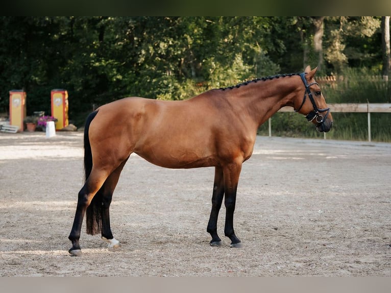 Hannoveraan Merrie 8 Jaar 165 cm Bruin in Neu-Isenburg
