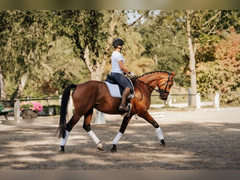 Hannoveraan Merrie 8 Jaar 165 cm Bruin in Neu-Isenburg