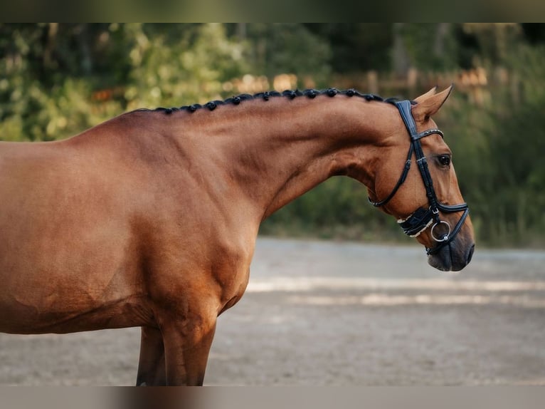 Hannoveraan Merrie 8 Jaar 165 cm Bruin in Neu-Isenburg