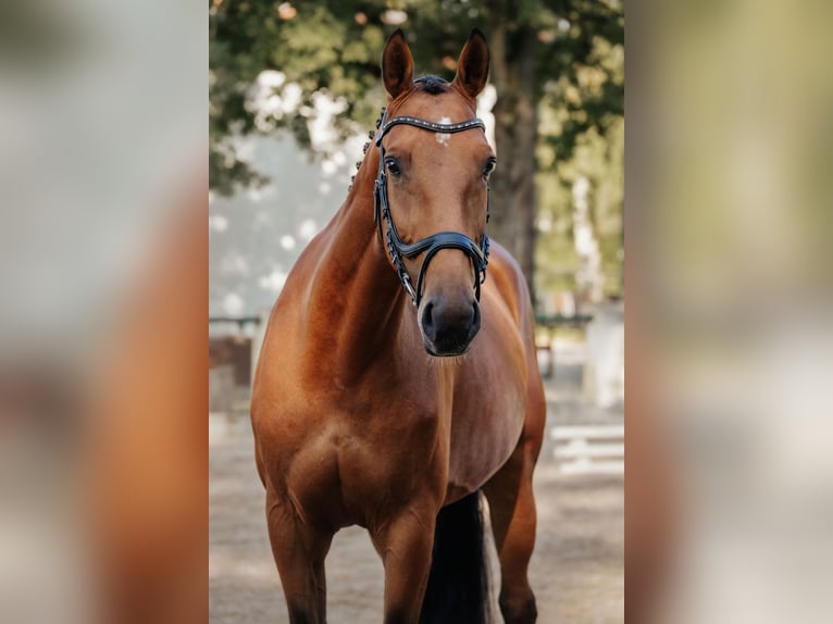 Hannoveraan Merrie 8 Jaar 165 cm Bruin in Neu-Isenburg