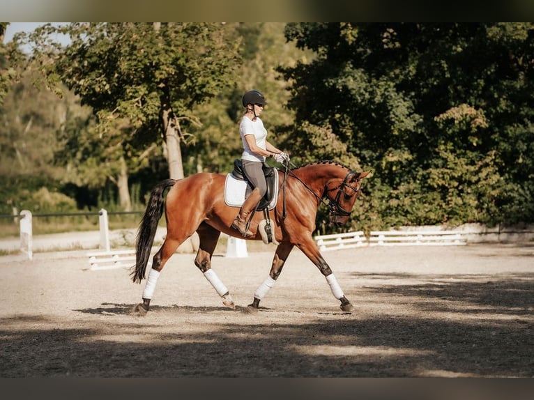 Hannoveraan Merrie 8 Jaar 165 cm Bruin in Neu-Isenburg