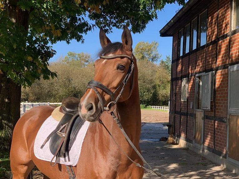 Hannoveraan Merrie 8 Jaar 165 cm Bruin in Verden (Aller)