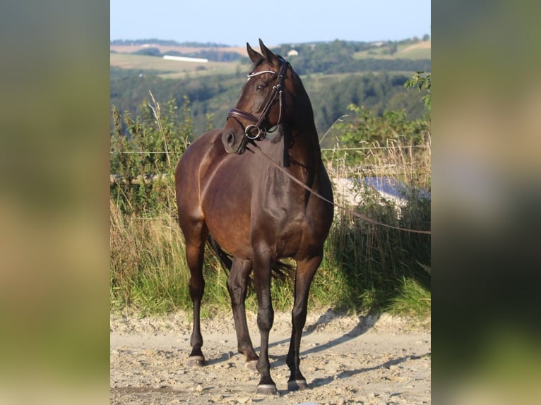 Hannoveraan Merrie 8 Jaar 165 cm Donkerbruin in GROTE-BROGEL