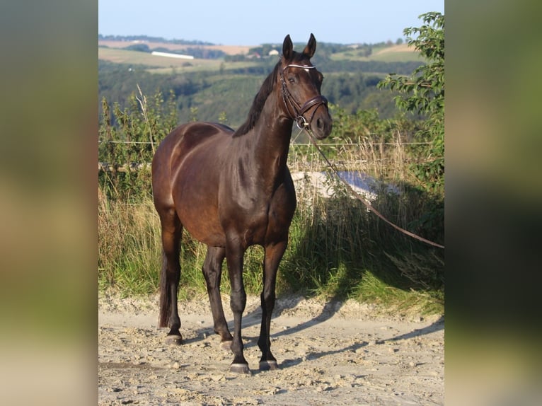 Hannoveraan Merrie 8 Jaar 165 cm Donkerbruin in GROTE-BROGEL